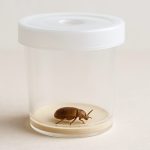 A tobacco beetle inside a transparent container with a sandy base.