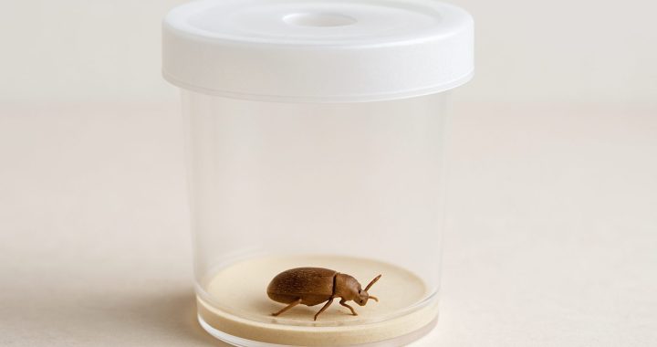 A tobacco beetle inside a transparent container with a sandy base.