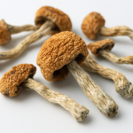A close-up of dried magic mushrooms on a plain background.